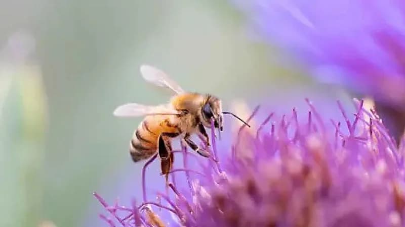 مصرع شاب بسبب لسعة نحلة