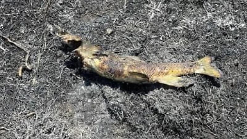 سمكة تُشعل حريقًا هائلًا في كندا بعد سقوطها على خط كهرباء