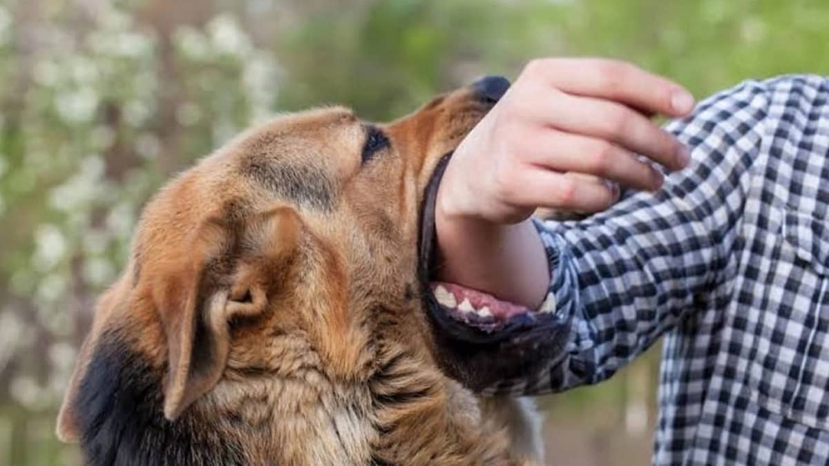 استشاري يحذر: تجاهل عضة الحيوان في الكشتة قد يؤدي لمضاعفات خطيرة وحتى الوفاة .. فيديو