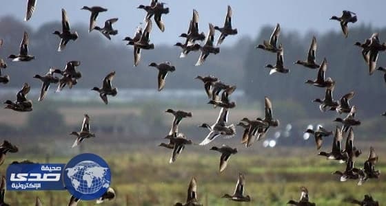 " حماية البيئة " تمنع اصطياد الطيور المهاجرة