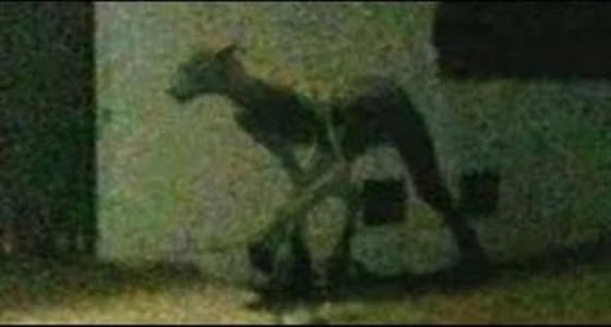 بالفيديو.. مخلوق غريب نصفه إنسان والآخر حيوان يثير الرعب بين الأهالي