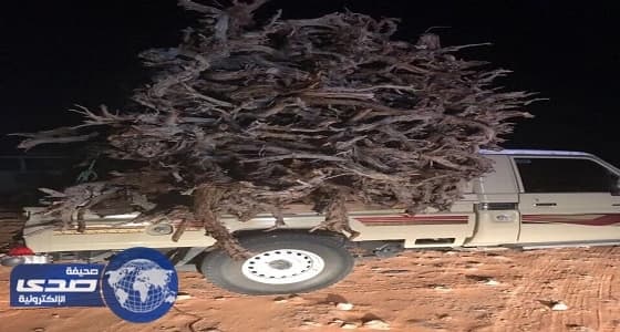 ضبط مخالفة احتطاب نبات الأرطى بمحمية التيسية