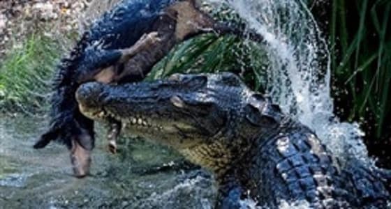 بالصور.. تمساح يقتنص فريسته بطريقة وحشية