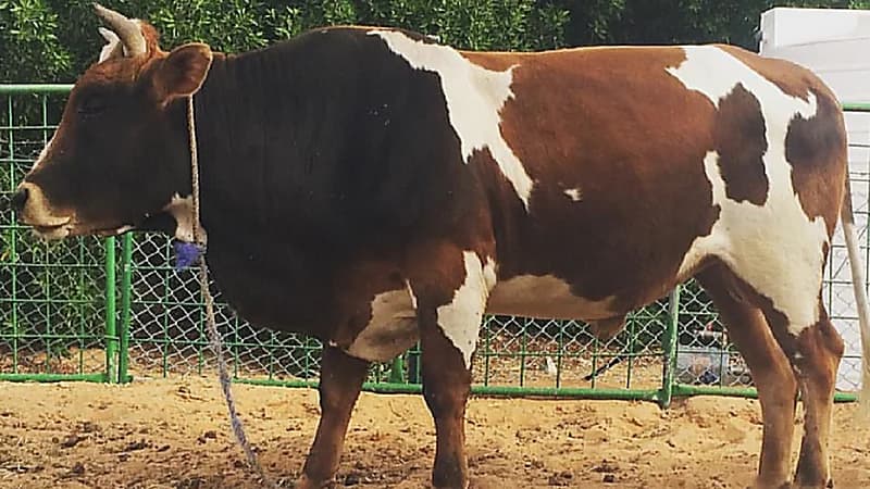 "عجل" يقتل ويصيب 4 أشخاص