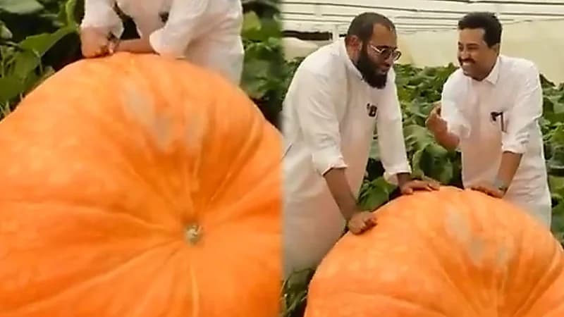 مزارع من القصيم تنتج مزرعته أكبر حبة قرع من بذرة واحدة قيمتها 1800 ريال.. فيديو