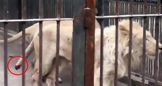 بالفيديو.. أسد يمضغ ذيله من شدة الجوع