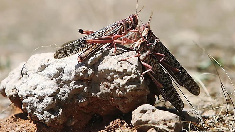 “وقاء“ يحذِّر من جمع الجراد في مكة والمدينة حتى منتصف أبريل