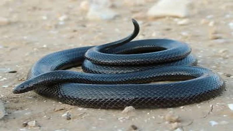 مروض ثعابين يوضح أخطر أنواعها في المملكة