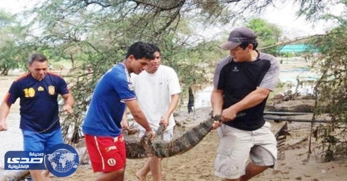 الفيضانات تتسبب في هروب تسعة تماسيح من حديقة حيوانات بيرو